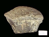 藏品(動物骨化石)的圖片